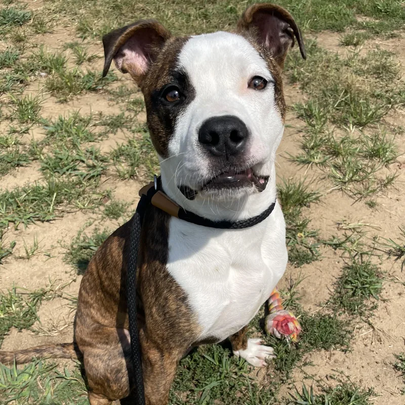 A young medium-sized male Brindle Mixed Breed dog named Froggy for adoption in Mishawaka, IN