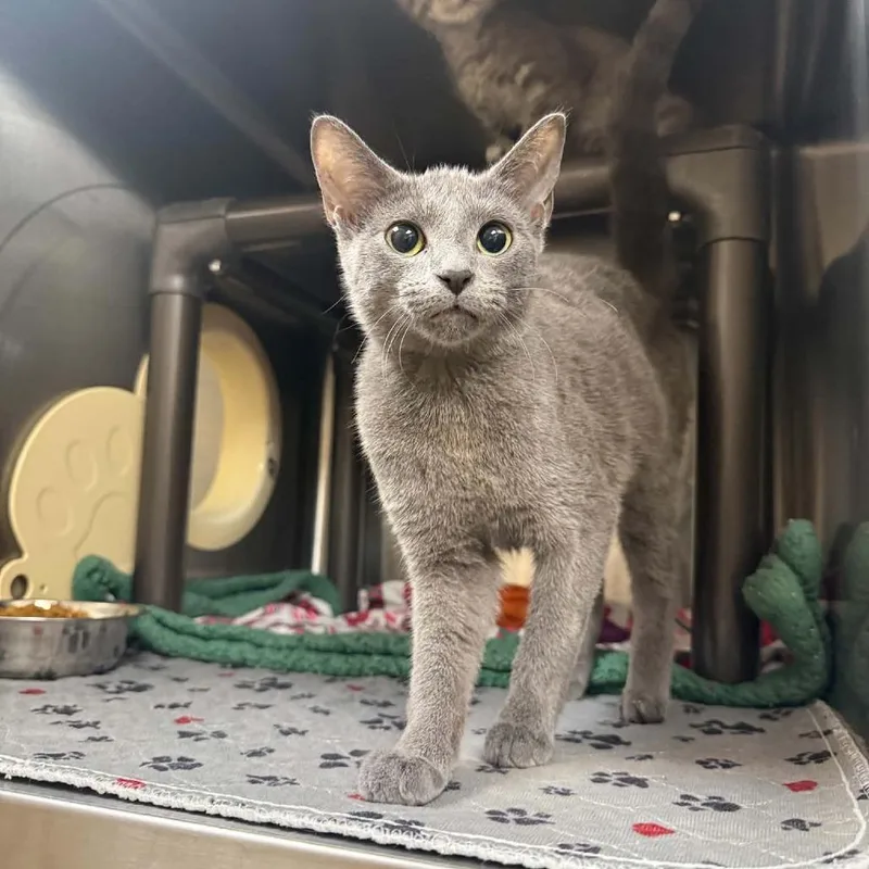 A young small-sized female Gray / Blue / Silver Domestic Short Hair cat named Suraya for adoption in Caryville, TN
