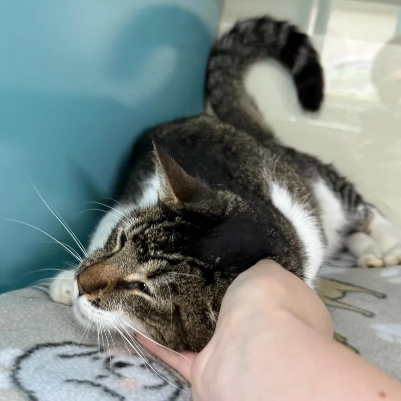 An adult medium-sized male Brown / Chocolate Domestic Short Hair cat named Ceasar for adoption in Lauderhill, FL