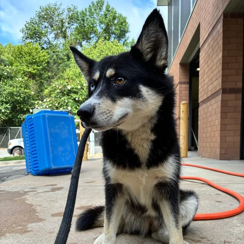 A young medium-sized female Black Mixed Breed dog named Strayreeseroad for adoption in Columbus, GA