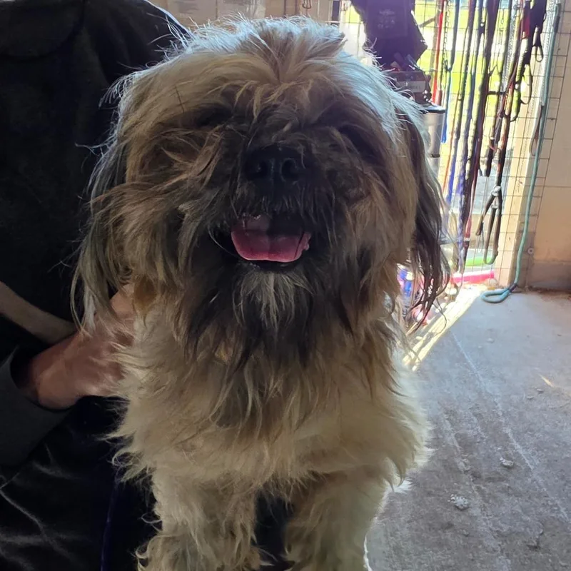 An adult small-sized male Mixed Breed dog named Oreo for adoption in Leander, TX