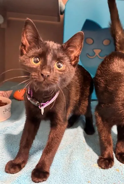 A baby medium-sized female Domestic Short Hair cat named Midnight for adoption in Leesburg, VA