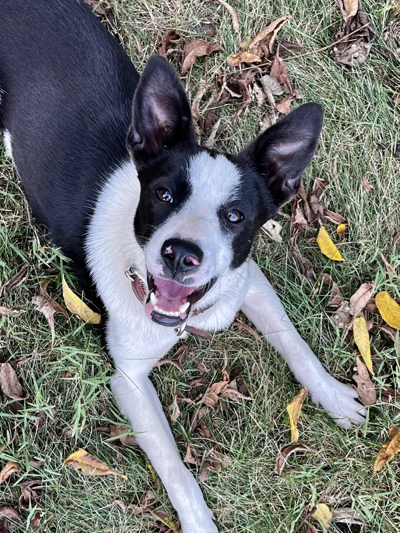 An adult small-sized female Black Border Collie dog named Kokie for adoption in Culpeper, VA