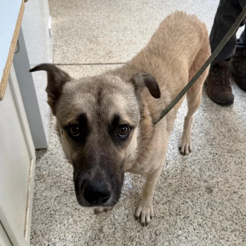An adult medium-sized male Yellow / Tan / Blond / Fawn Shepherd dog named Felipe for adoption in Flagstaff, AZ