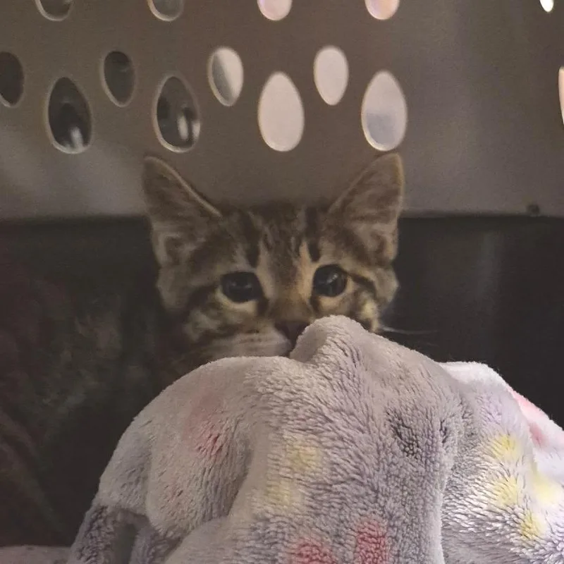 A baby small-sized male Brown / Chocolate Domestic Short Hair cat named Mongo for adoption in Commerce City, CO