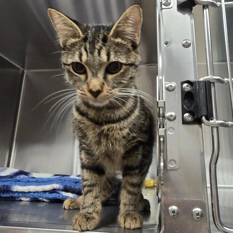 A young medium-sized female Brown / Chocolate Domestic Short Hair cat named Comfrey for adoption in Spokane, WA