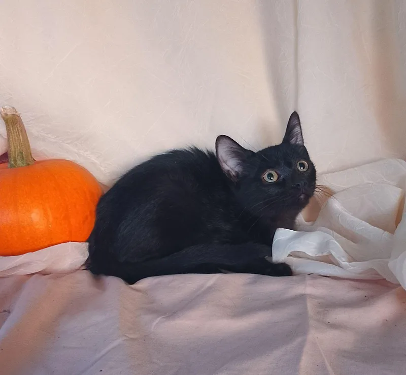 A baby medium-sized female Black Domestic Short Hair cat named Princess for adoption in Thorofare, NJ