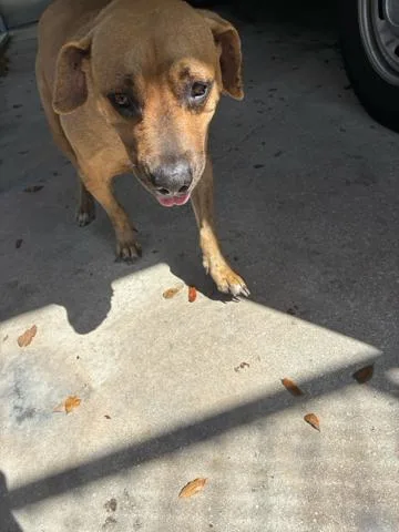 A senior medium-sized female Mixed Breed dog named Coco for adoption in West Palm Beach, FL