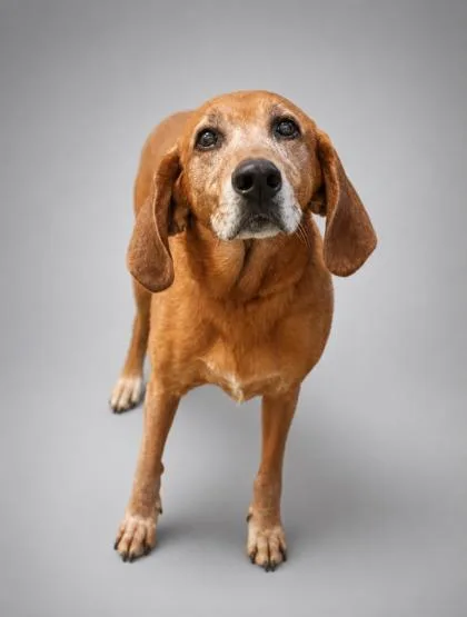 An adult large-sized female Redbone Coonhound dog named Bella for adoption in Bowling Green, KY