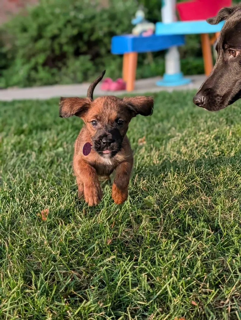 A baby medium-sized female Boxer dog named Rory for adoption in Byron, IL