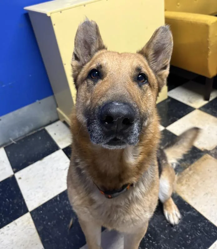 An adult large-sized male German Shepherd Dog dog named Koma for adoption in Chicago, IL