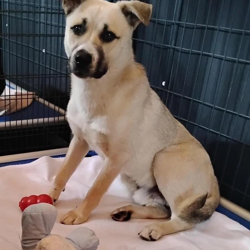 A young medium-sized male Tricolor (Brown, Black, & White) Husky dog named Ray for adoption in Salisbury, MD
