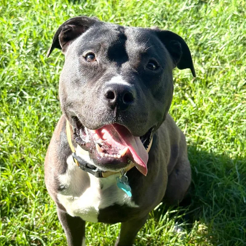 A young large-sized male Black Mixed Breed dog named Kaiser for adoption in Owosso, MI