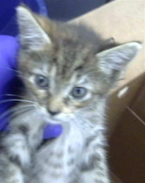 A baby medium-sized female Domestic Short Hair cat named Sabine for adoption in Dallas, TX