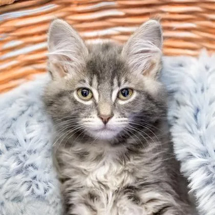 A baby small-sized female Domestic Medium Hair cat named Amy for adoption in Camano Island, WA