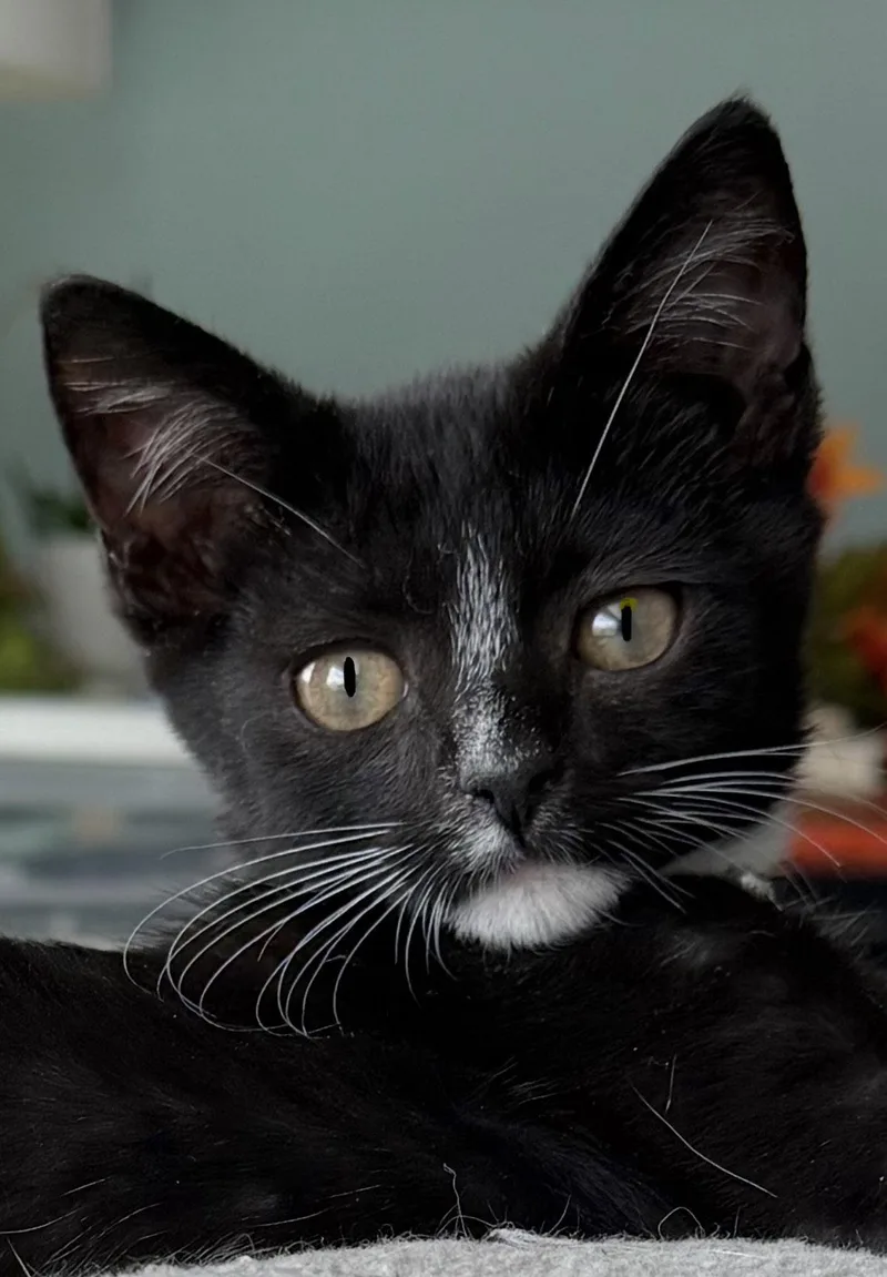 A baby medium-sized male Domestic Short Hair cat named Charlie for adoption in Orlando, FL