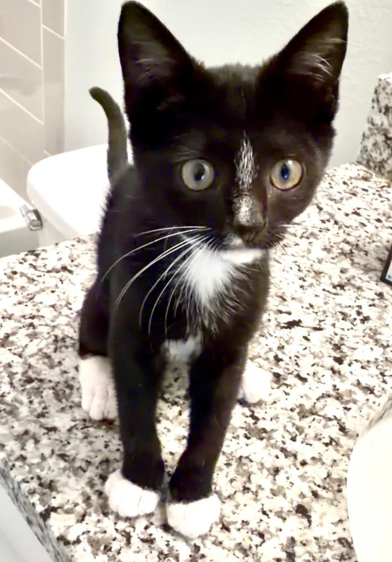 Charlie thumbnail 2