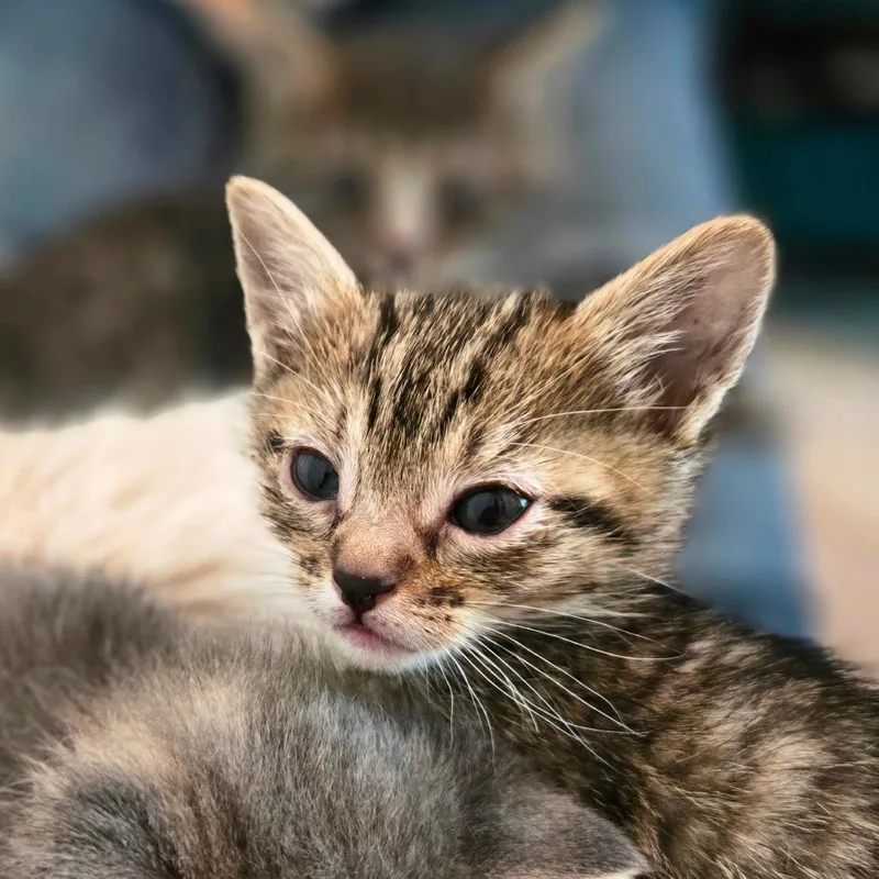 A baby small-sized female Brown / Chocolate Domestic Short Hair cat named Blackberry for adoption in Tacoma, WA