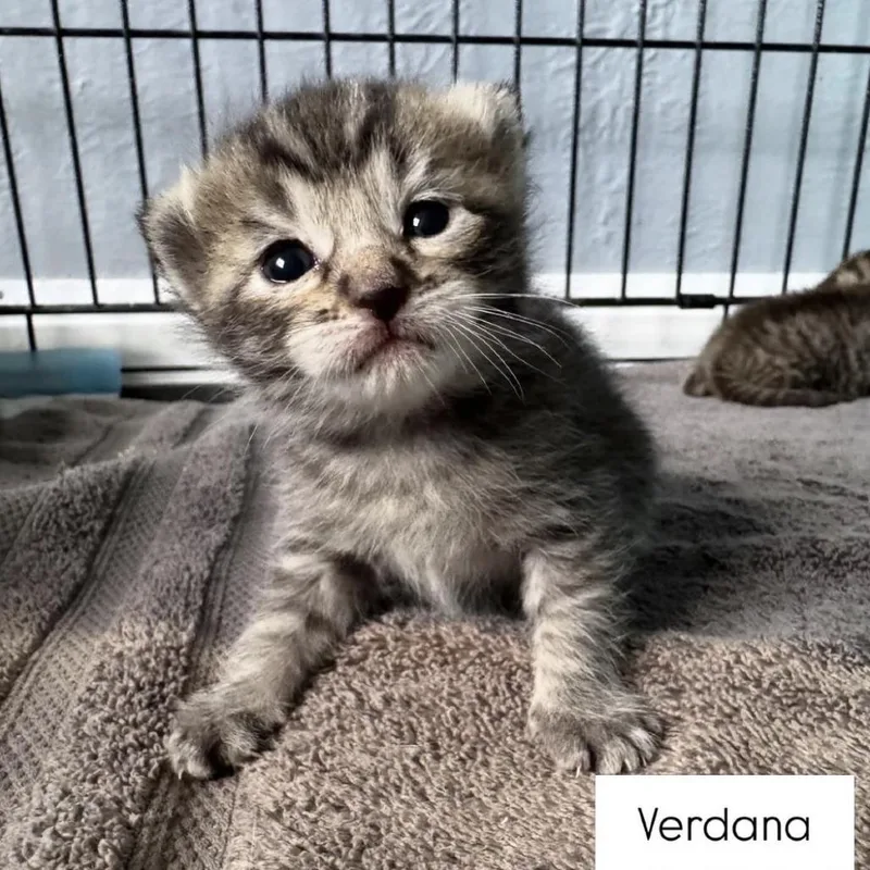 Verdana thumbnail 3