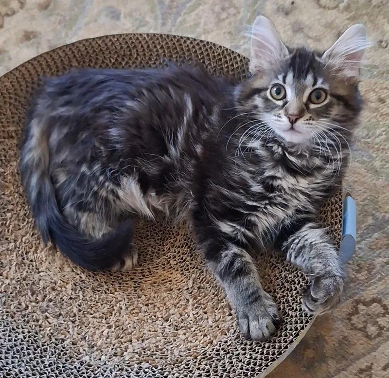 A baby medium-sized female Domestic Long Hair cat named Kady:  DLHC for adoption in Greenville, DE