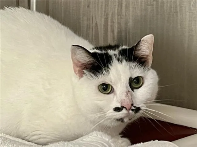 An adult medium-sized female Domestic Short Hair cat named Melon for adoption in Chapel Hill, NC