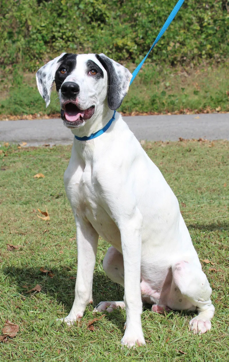 A young large-sized male German Shorthaired Pointer dog named Cash for adoption in Prattville, AL