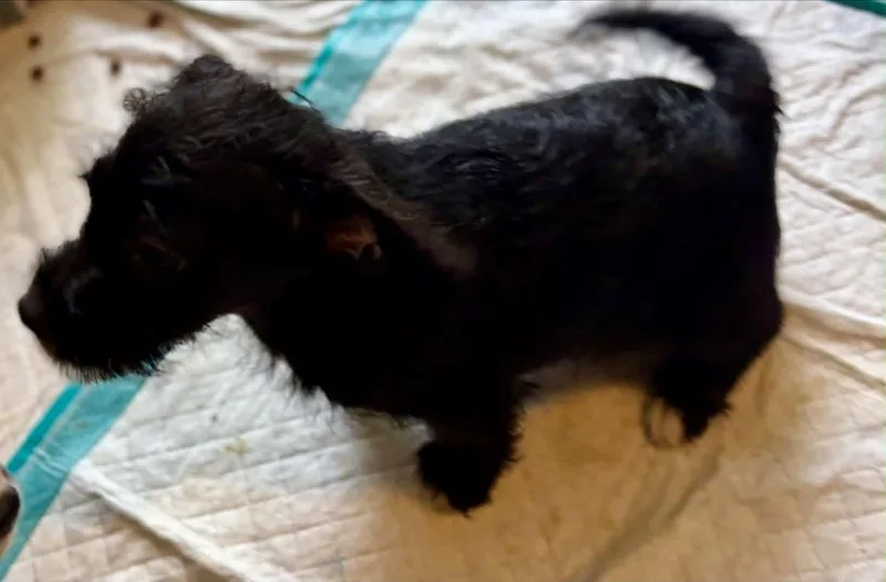 Peanut thumbnail 3