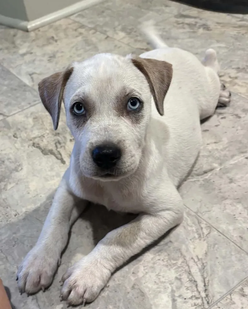 A baby medium-sized female Boxer dog named Penny for adoption in Seven Points, TX