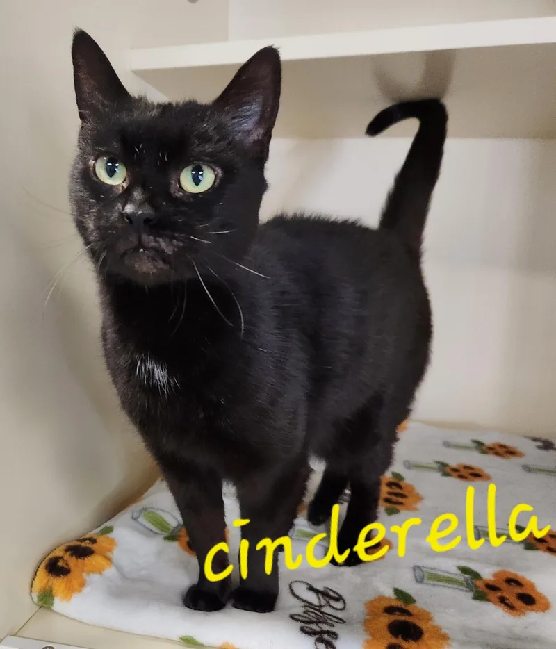 A senior medium-sized female Black Domestic Short Hair cat named Cinderella for adoption in Sewaren, NJ