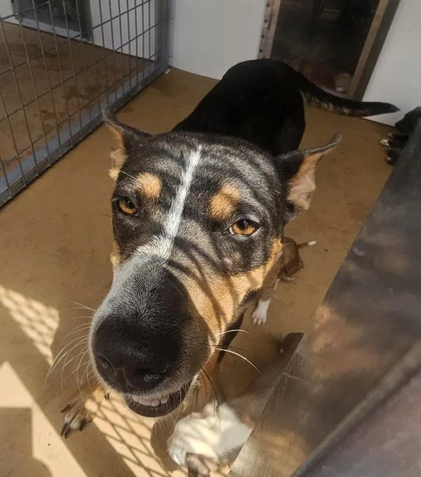 An adult medium-sized female Shepherd dog named Nanny Mcphee for adoption in Cleveland, TN