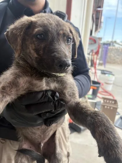 A baby medium-sized male Brindle Shepherd dog named 61116623 for adoption in El Paso, TX
