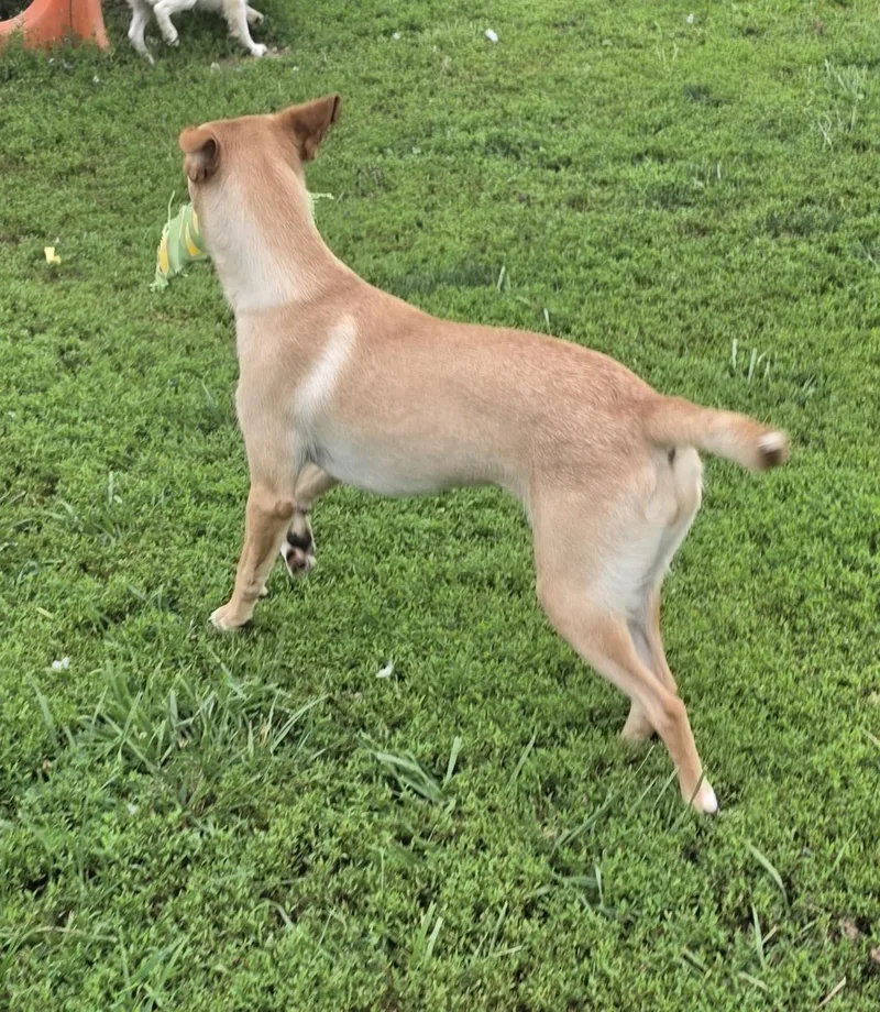 A young medium-sized female Apricot / Beige Mixed Breed dog named Sandy for adoption in Terre Haute, IN
