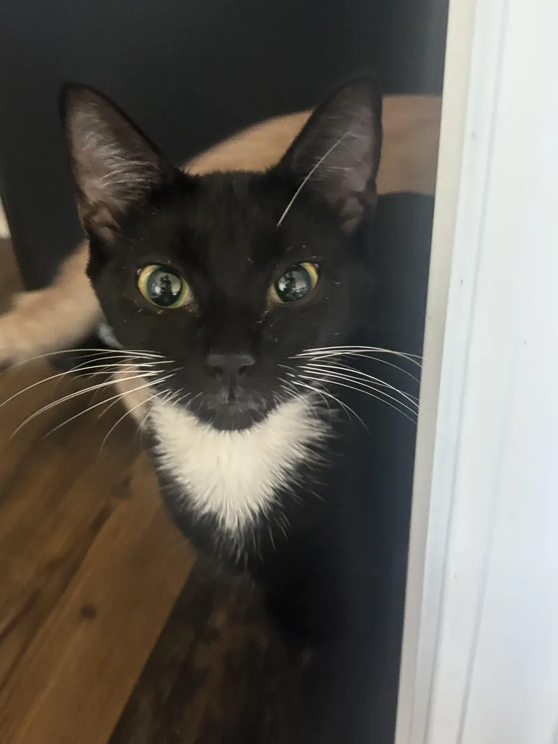 An adult medium-sized female Tuxedo cat named Vera for adoption in Woodstock, GA