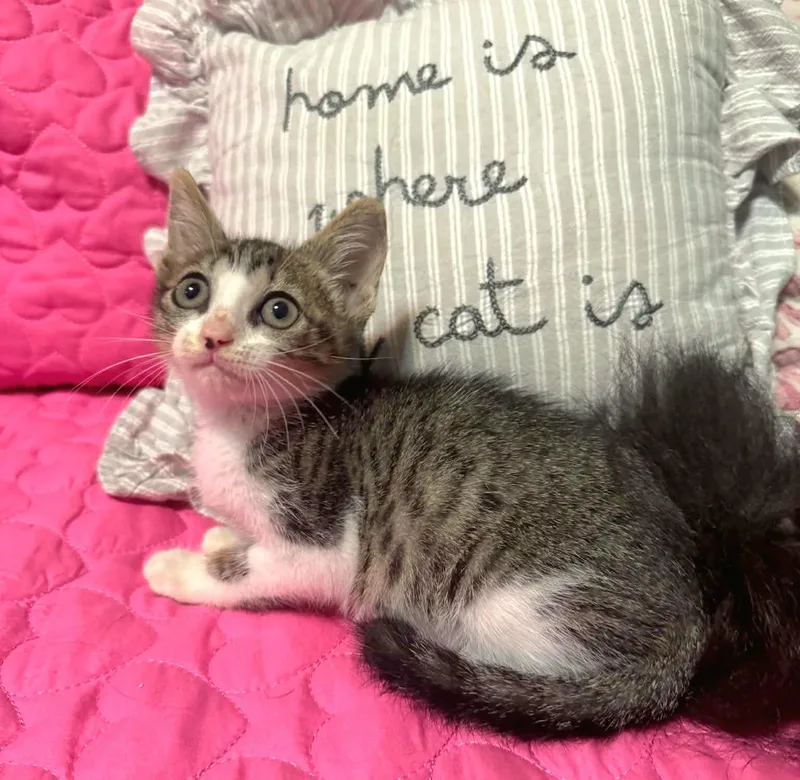A baby small-sized female Tabby (Tiger Striped) Domestic Short Hair cat named Olmita for adoption in Gregory, TX