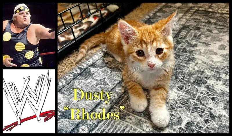 A baby medium-sized male Orange & White Domestic Short Hair cat named Dusty Rhodes for adoption in Valley City, ND