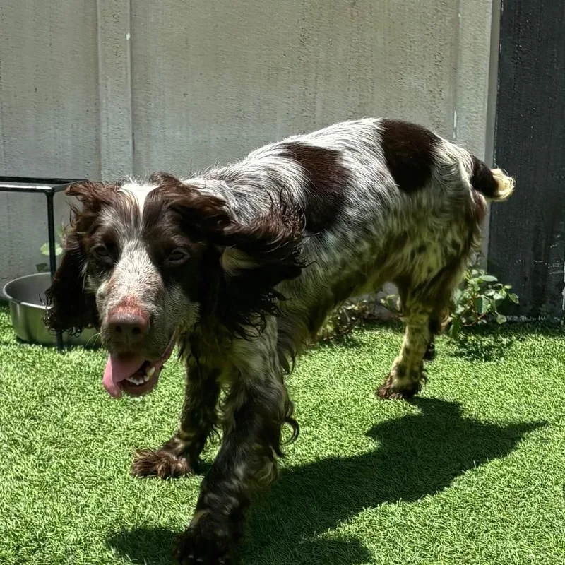 An adult medium-sized female Brown / Chocolate English Cocker Spaniel dog named Rouge for adoption in LOXAHATCHEE, FL