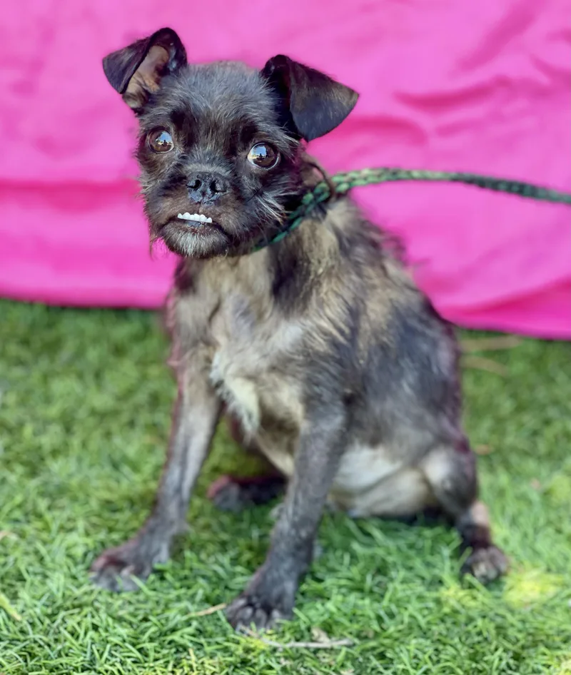 A baby small-sized female Black Affenpinscher dog named Ava for adoption in Rowland Heights, CA