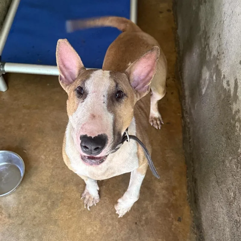 A senior medium-sized male Brown / Chocolate Bull Terrier dog named Mr. Man for adoption in Tuscaloosa, AL