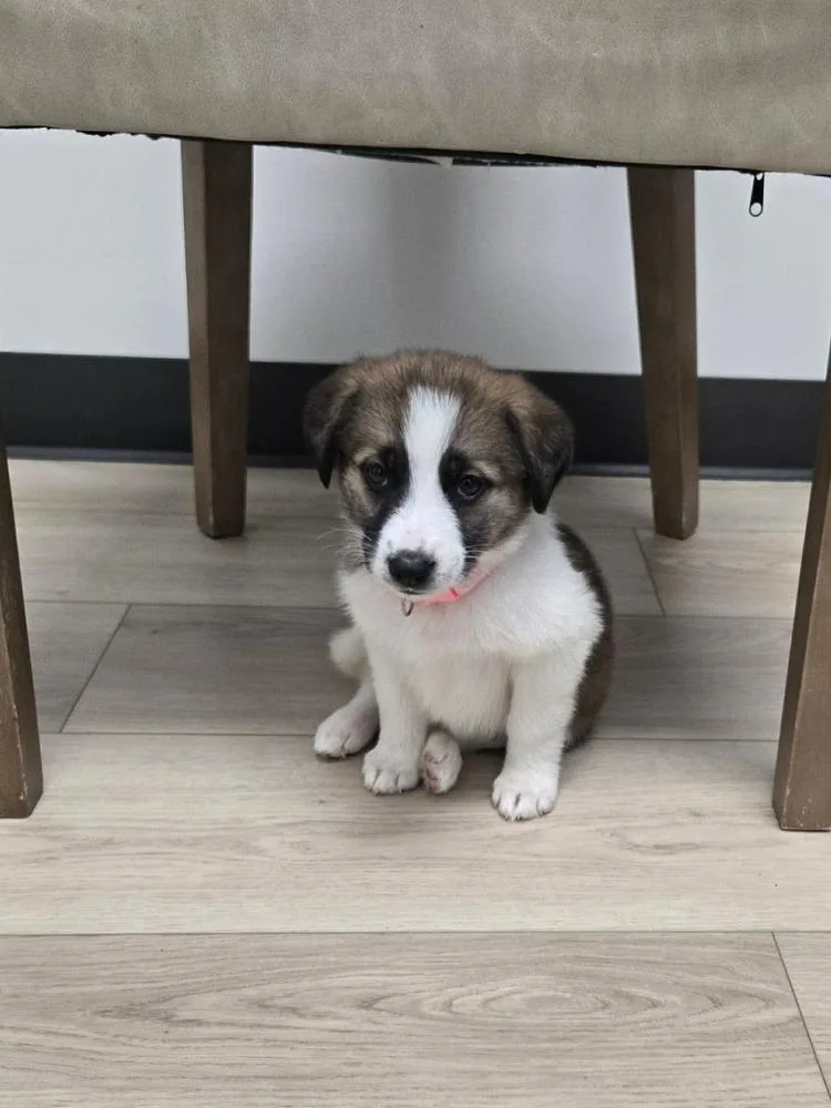 A baby small-sized female Tricolor (Brown, Black, & White) Great Pyrenees dog named Dixie for adoption in Wendell, NC
