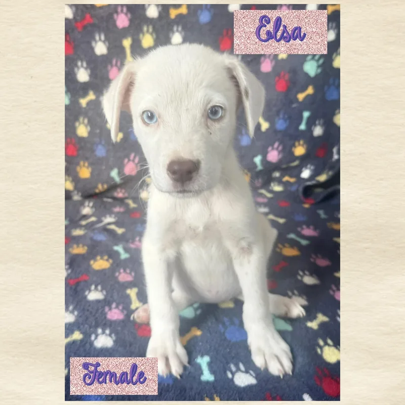 A baby medium-sized female Terrier dog named Elsa for adoption in Manchester, CT