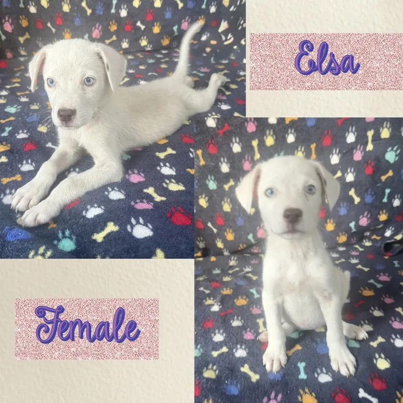 Elsa thumbnail 2