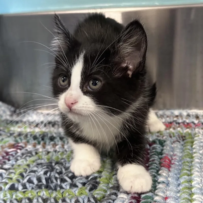 A baby small-sized male Black Domestic Short Hair cat named Hermes for adoption in Mount Vernon, IN