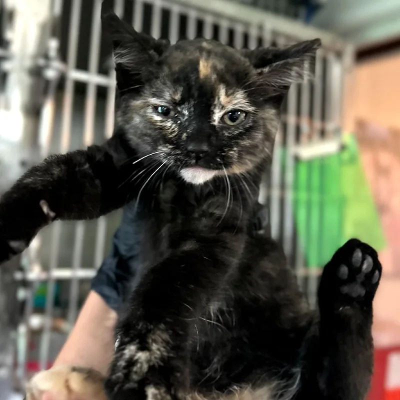 A baby small-sized female Black Domestic Short Hair cat named Skipper for adoption in Troy, IL
