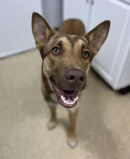 A young medium-sized male Brown / Chocolate Shepherd dog named Remi for adoption in Bishop, GA