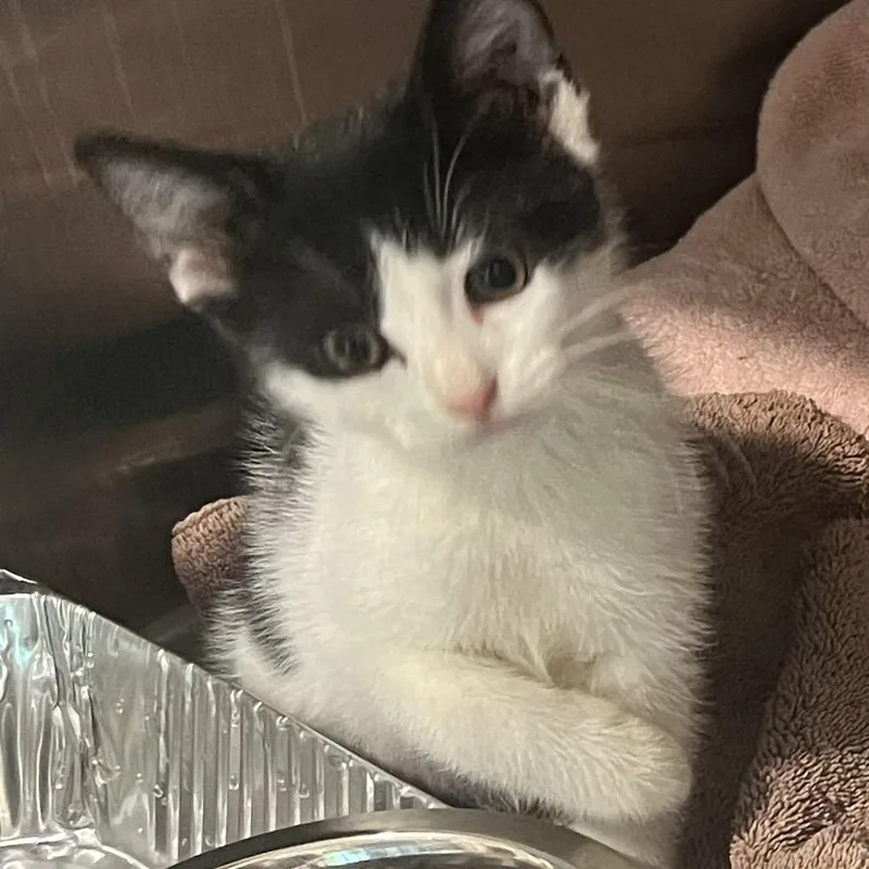 A baby small-sized female Domestic Short Hair cat named Meeny for adoption in Cumming, GA