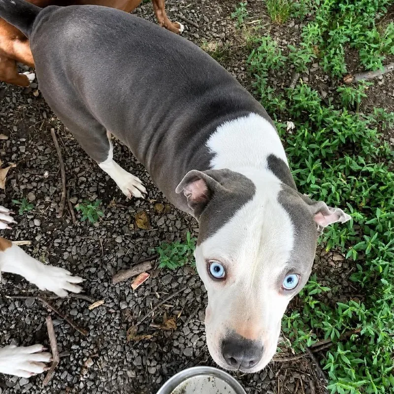 A senior medium-sized female Gray / Blue / Silver Terrier dog named Bella Skye for adoption in Hackett, AR