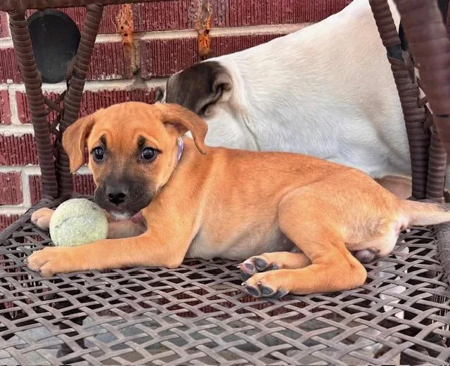 A young medium-sized female Labrador Retriever dog named Fae for adoption in Littleton, CO