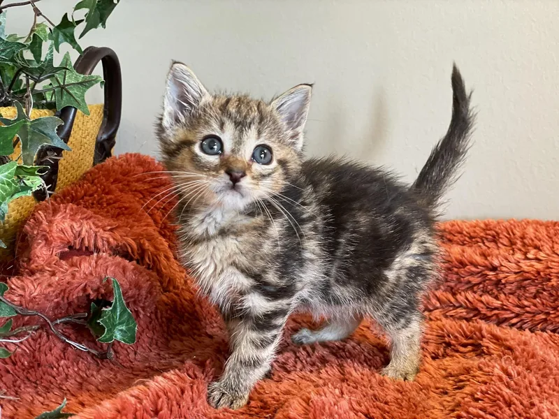 A baby medium-sized female Tabby (Gray / Blue / Silver) Tabby cat named Olive for adoption in Taylor, MI