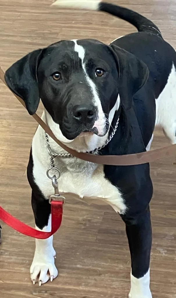 Michelangelo thumbnail 2