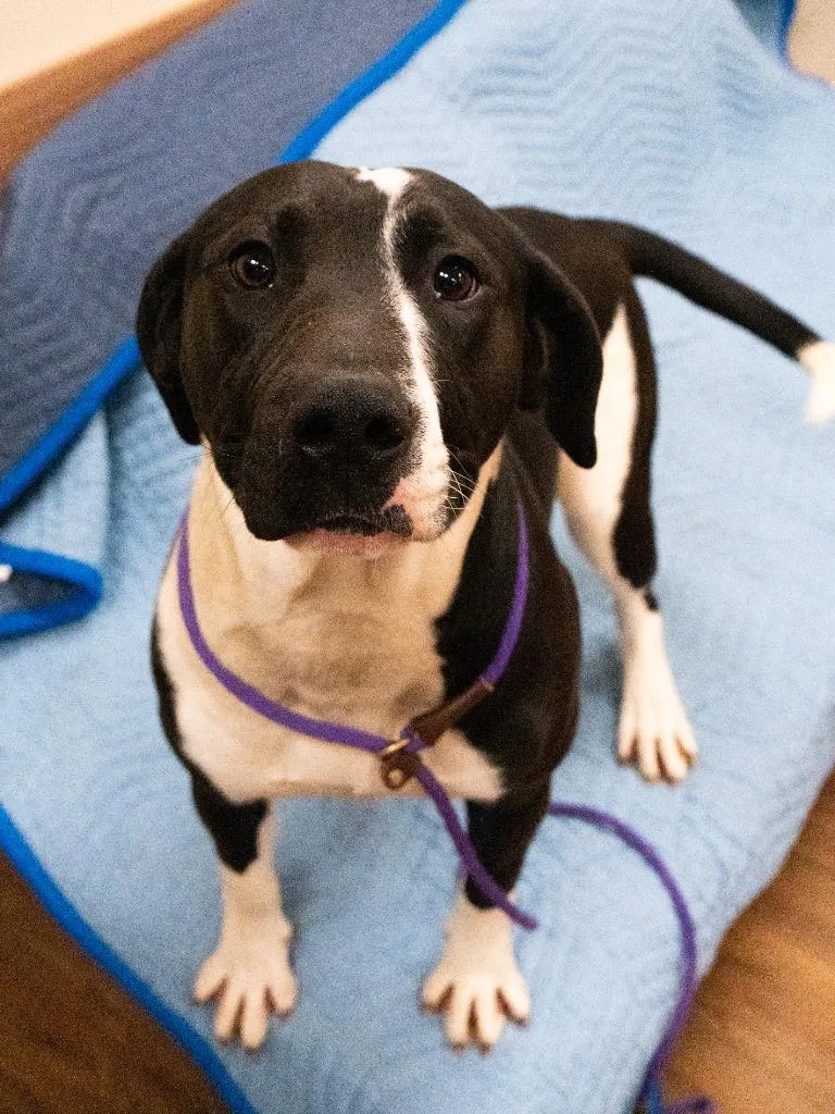 Michelangelo thumbnail 3